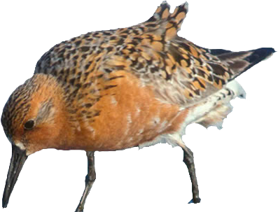 Image of a red knot bird looking for food